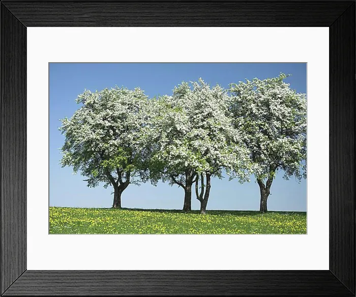 Framed Print : Blossoming pear trees, Mostviertel Region, Lower Austria, Austria, Europe Framed Print : Blossoming pear trees, Mostviertel Region, Lower Austria, Austria, Europe