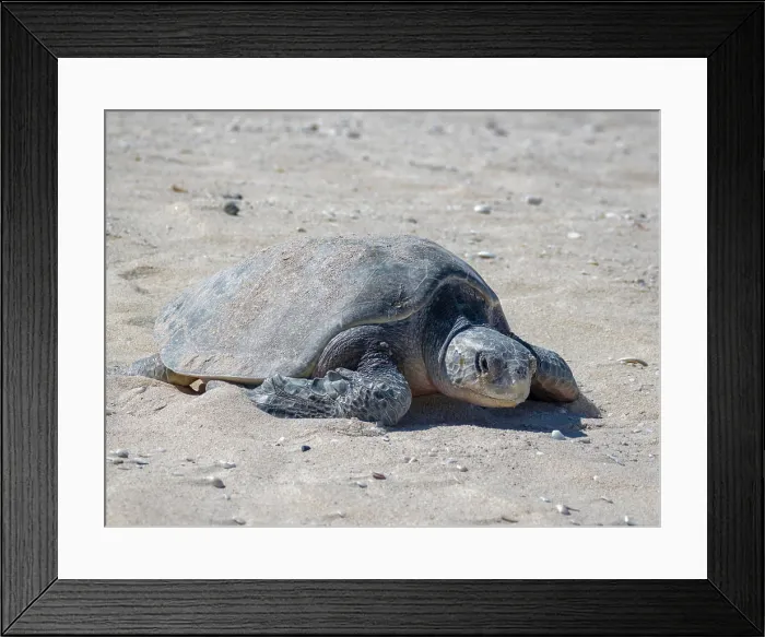 Framed Print : An adult female green sea turtle Chelonia mydas