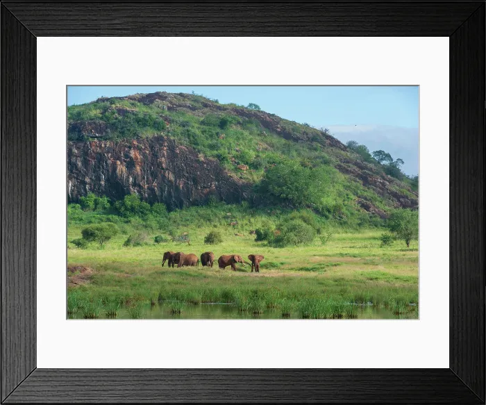 Framed Print : Elephants (Loxodonta africana) at Lion Rock Framed Print : Elephants (Loxodonta africana) at Lion Rock