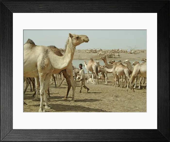 Framed Print : Kosti, nomadic arabs near the town with their herd of dromedaries Framed Print : Kosti, nomadic arabs near the town with their herd of dromedaries