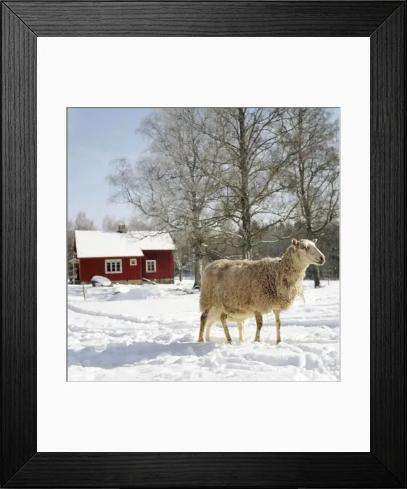 Framed Print : Sheep in the snow, Sweden Framed Print : Sheep in the snow, Sweden