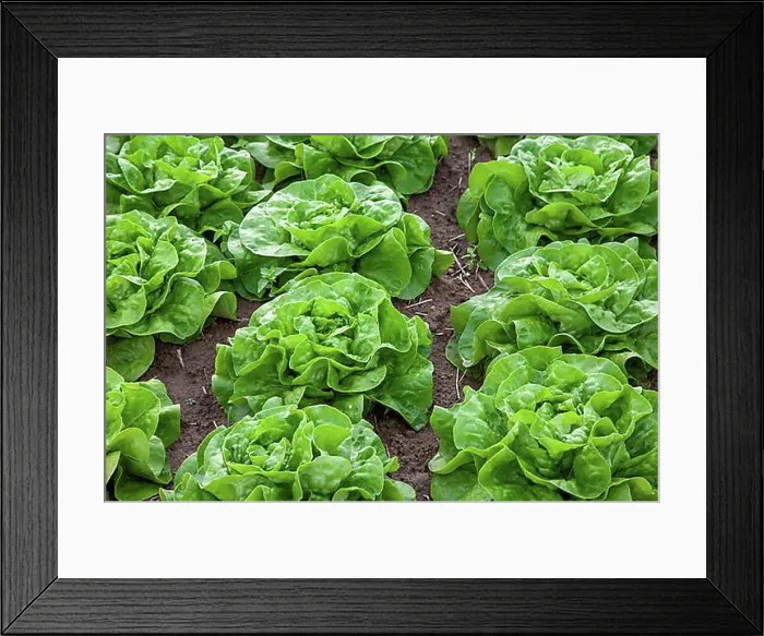 Framed Print : Field with lettuce heads