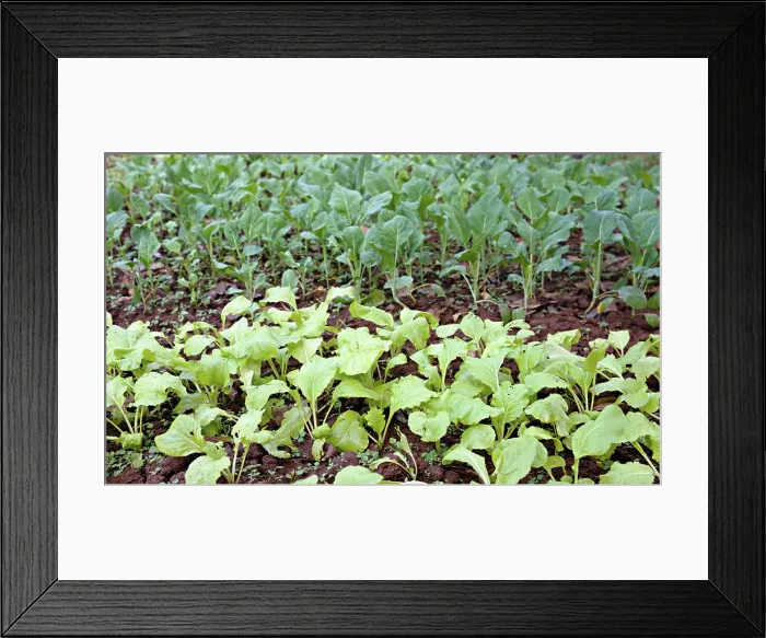 Framed Print : organic vegetables growing organic vegetables growing in this permaculture garden Copyright: xZoonar