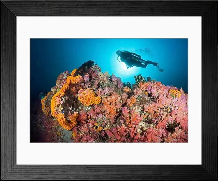 Framed Print : Divers and colourful coral reef, Triton Bay, West Papua, Indonesia, Asia Framed Print : Divers and colourful coral reef, Triton Bay, West Papua, Indonesia, Asia