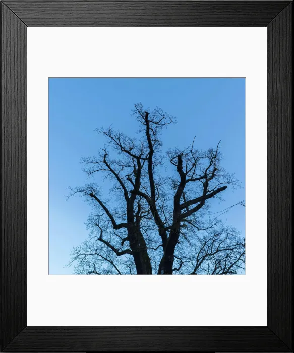 Framed Print : shadow tree in front of blue sky picture of a tree - could used as background or texture Copyright: xZoonar