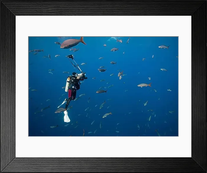 Framed Print : Diver and creole perch, Paranthias colonus, Socorro, Revillagigedo Islands, Mexico, Central America Framed Print : Diver and creole perch, Paranthias colonus, Socorro, Revillagigedo Islands, Mexico, Central America