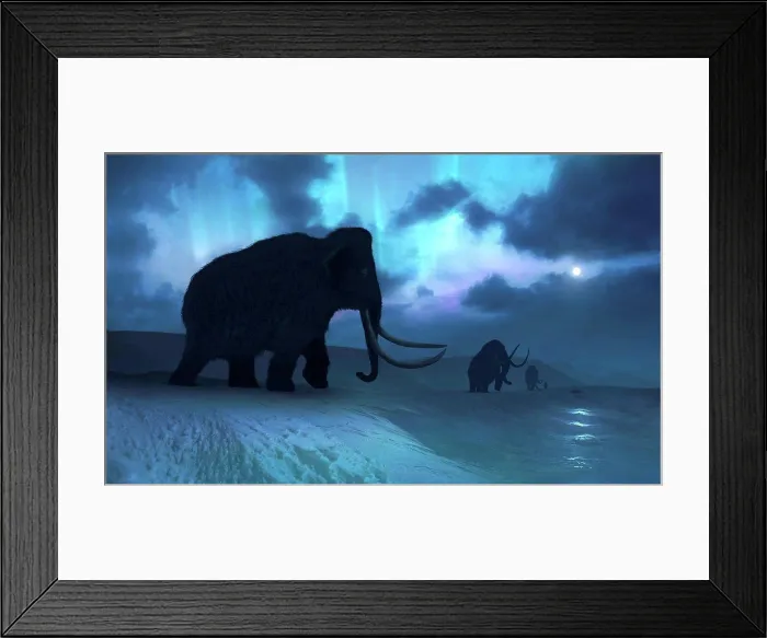 Framed Print : Artwork of the woolly mammoth (Mammuthus primigenius) Framed Print : Artwork of the woolly mammoth (Mammuthus primigenius)
