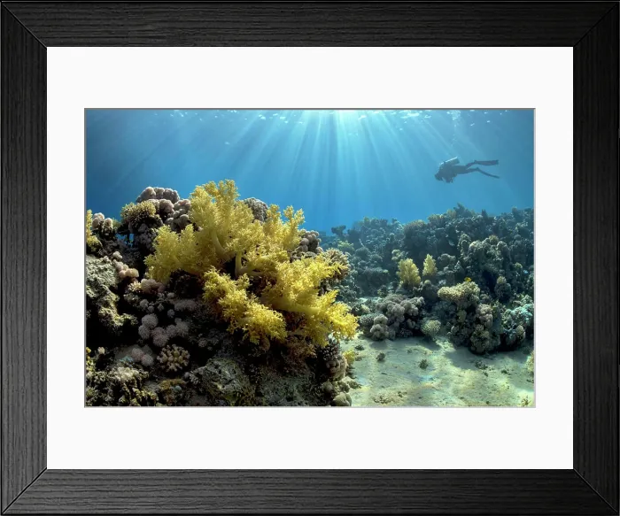 Framed Print : Soft coral (Dendronephthya sp) Framed Print : Soft coral (Dendronephthya sp)