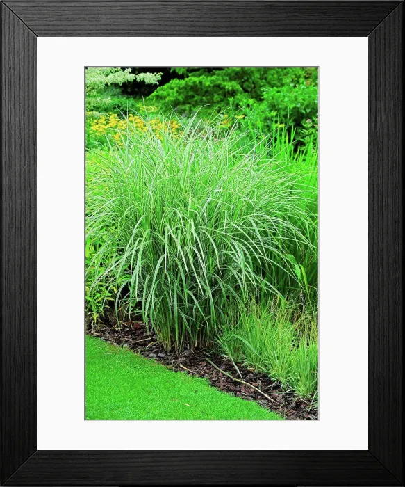 Framed Print : Tall oatgrass Variegatum in a garden Framed Print : Tall oatgrass Variegatum in a garden