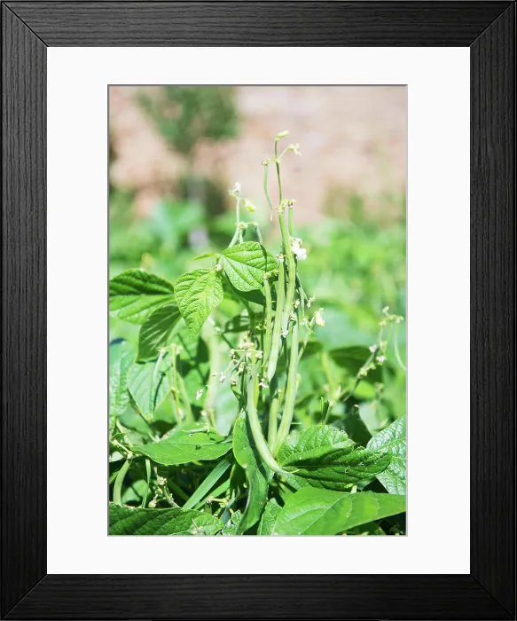 Framed Print : Green beans Green beans in the vegetable garden Copyright: xZoonar.com / IvonnexWierinkx 8048512