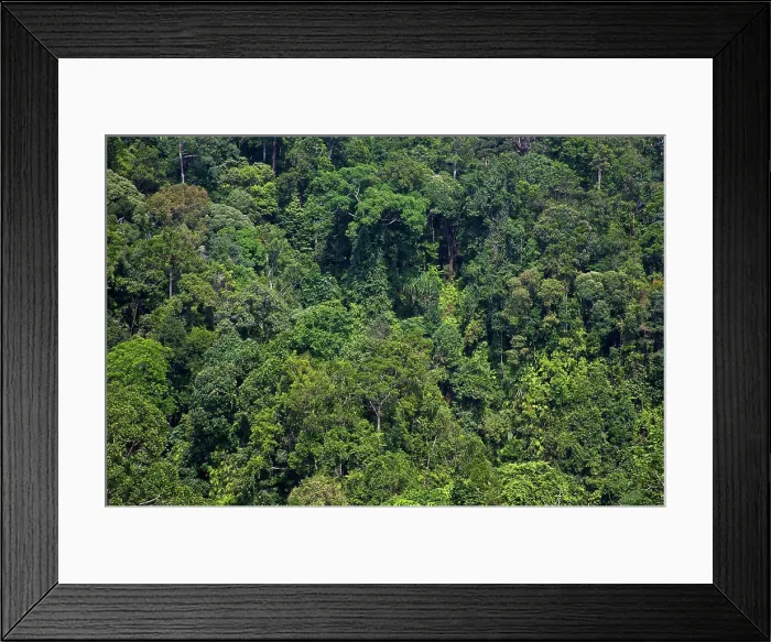 Framed Print : Indonesia, Sumatra, Gunung Leuser National Park, UNESCO World Heritage site, and Biosphere Reserve Framed Print : Indonesia, Sumatra, Gunung Leuser National Park, UNESCO World Heritage site, and Biosphere Reserve