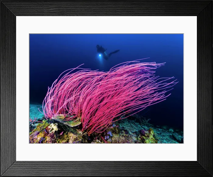 Framed Print : Reef scene with diver in Kimbe Bay, Papua New Guinea