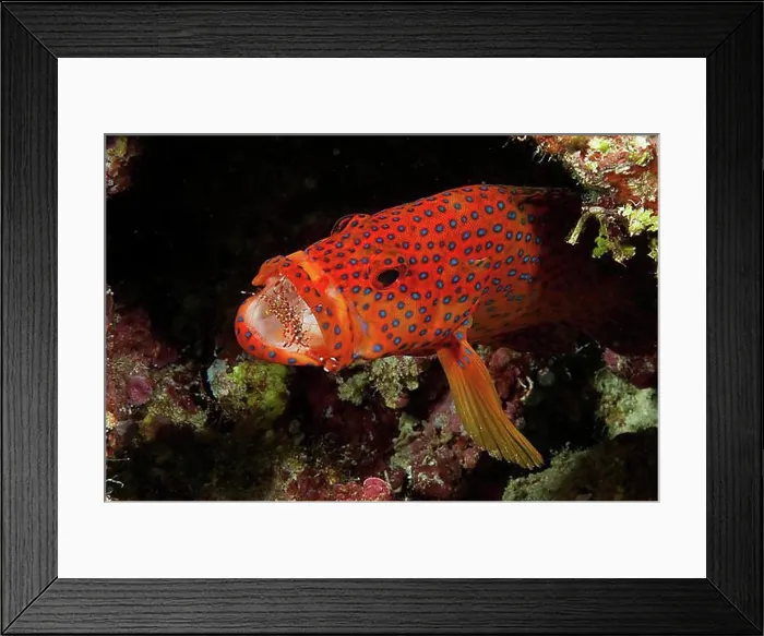 Framed Print : Vermillion seabass (Cephalopholis miniata) has cleaner shrimp (Urocaridella antonbruunii) in wide open mouth