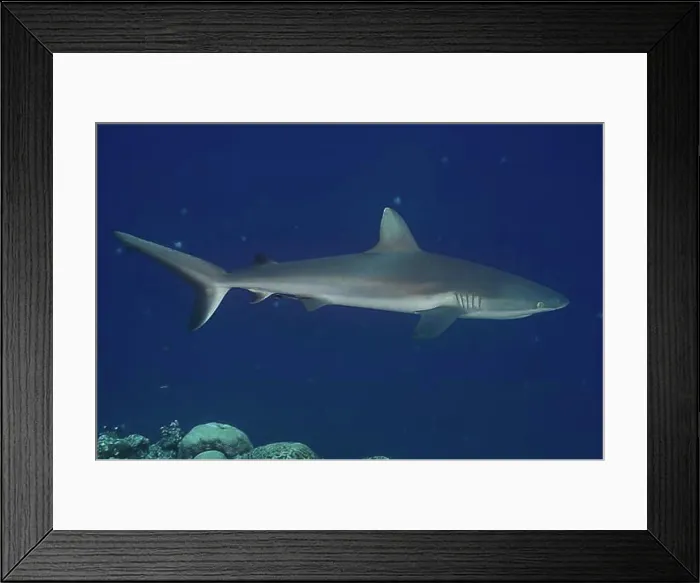 Framed Print : Grey Reef Shark (Carcharhinus amblyrhynchos), Palau, Micronesia, Oceania Framed Print : Grey Reef Shark (Carcharhinus amblyrhynchos), Palau, Micronesia, Oceania