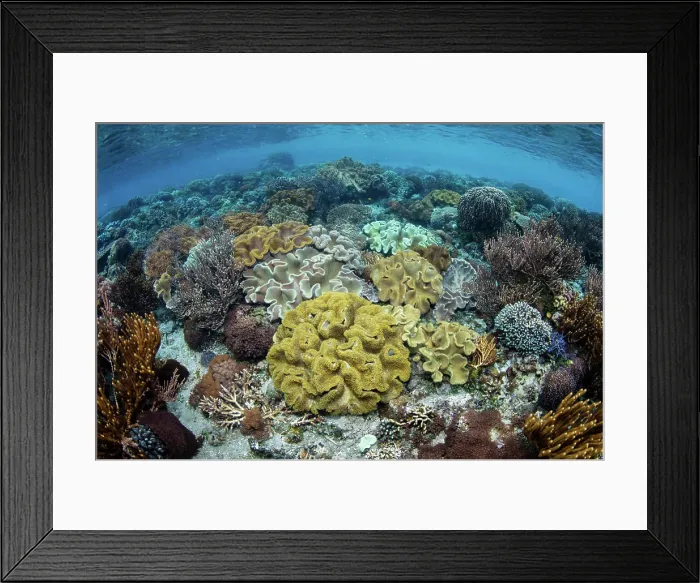 Framed Print : A beautiful coral reef thrives in the shallows of Alor, Indonesia Framed Print : A beautiful coral reef thrives in the shallows of Alor, Indonesia