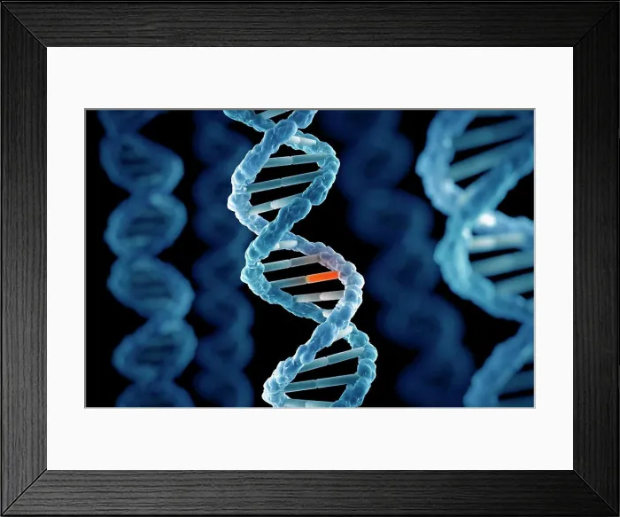 Framed Print : DNA Structure Framed Print : DNA Structure