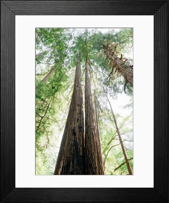 Framed Print : Looking up at Redwood Trees in Northern California Framed Print : Looking up at Redwood Trees in Northern California
