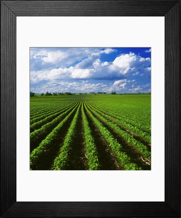 Framed Print : Agriculture - Early growth minimum tillage soybean field showing corn stubble from the previous year Framed Print : Agriculture - Early growth minimum tillage soybean field showing corn stubble from the previous year