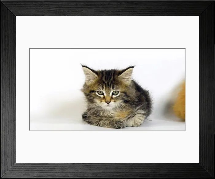 Framed Print : Brown Tortie Blotched Tabby Maine Coon, Domestic Cat, Kitten against White Background, Normandy in France Framed Print : Brown Tortie Blotched Tabby Maine Coon, Domestic Cat, Kitten against White Background, Normandy in France