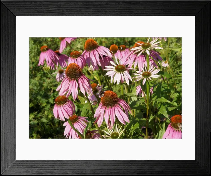 Framed Print : Echinacea purpurea, Roter Sonnenhut Framed Print : Echinacea purpurea, Roter Sonnenhut