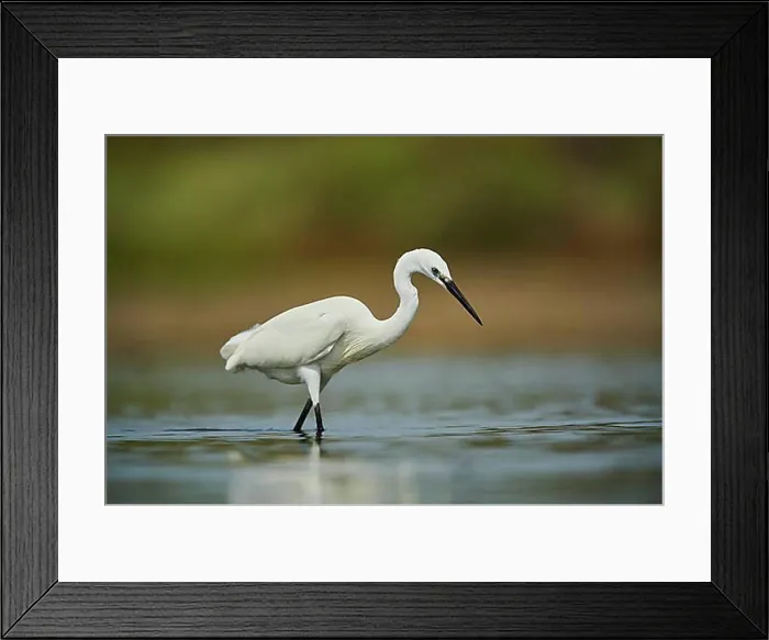 Framed Print : Great egret (Ardea alba) in a little lake, hunting, Camargue, France, Europe