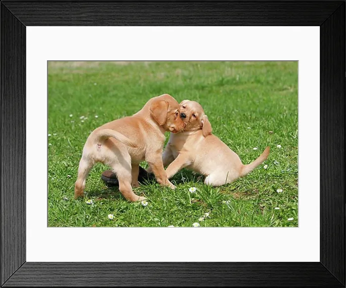 Framed Print : Labrador Retriever, Puppies Framed Print : Labrador Retriever, Puppies