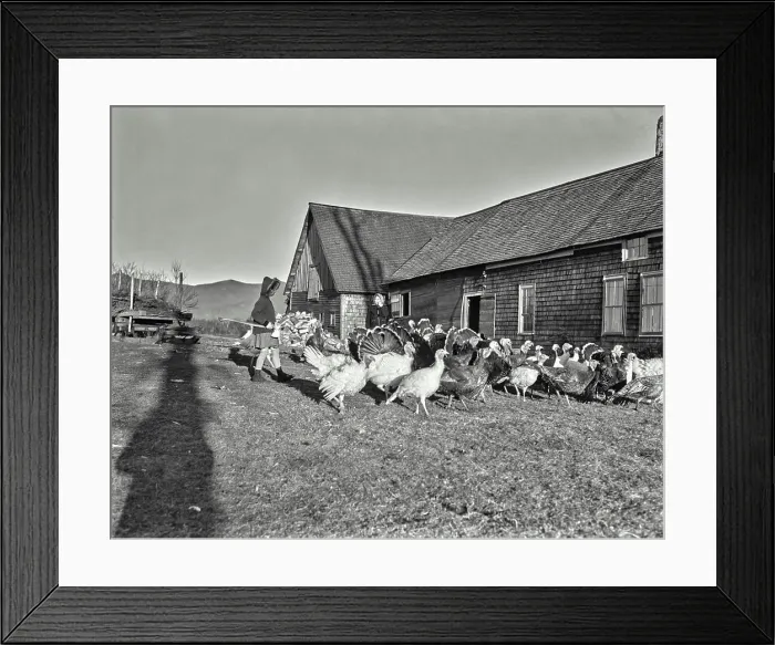 Framed Print : Vintage photograph. Looking over a flock of turkeys just before Thanksgiving at East Lancaster Framed Print : Vintage photograph. Looking over a flock of turkeys just before Thanksgiving at East Lancaster