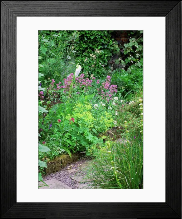 Framed Print : Red valerian at the garden Jardins de Valériane Framed Print : Red valerian at the garden Jardins de Valériane