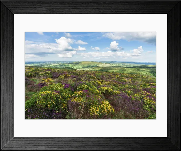 Framed Print : Heather and Western Gorse Hamel Down with Easdon Tor beyond in Dartmoor National Park Framed Print : Heather and Western Gorse Hamel Down with Easdon Tor beyond in Dartmoor National Park