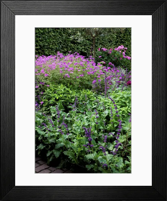 Framed Print : Sage Purple Rain and Geranium Patricia in a garden Framed Print : Sage Purple Rain and Geranium Patricia in a garden