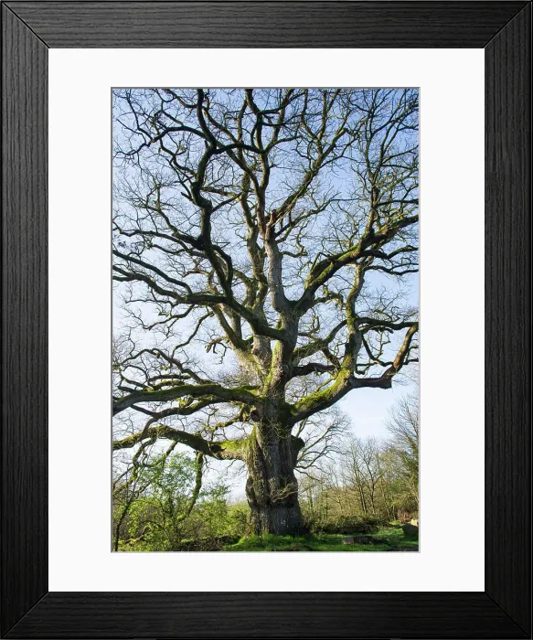 Framed Print : France, Plechatel, 35, Breslon oak Framed Print : France, Plechatel, 35, Breslon oak