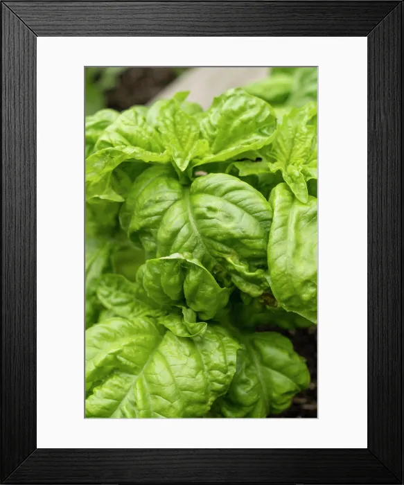 Framed Print : Bellevue, Washington State, USA. Mammoth Sweet Basil plant Framed Print : Bellevue, Washington State, USA. Mammoth Sweet Basil plant