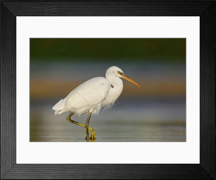 Framed Print : Great White Egret, Western Reef Heron Framed Print : Great White Egret, Western Reef Heron