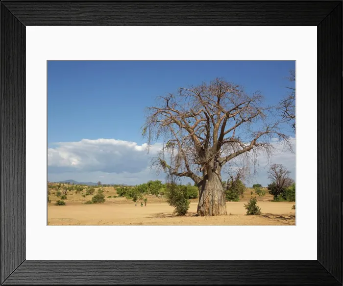 Framed Print : A majestic baobab tree stands tall against a backdrop of blue skies and scattered clouds