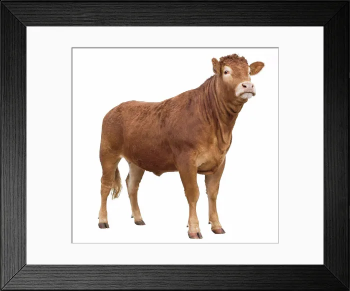 Framed Print : Limousine cow in studio Framed Print : Limousine cow in studio