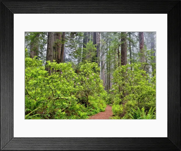 Framed Print : USA, California. Del Norte Redwoods State Park springtime with redwoods and rhododendrons Framed Print : USA, California. Del Norte Redwoods State Park springtime with redwoods and rhododendrons