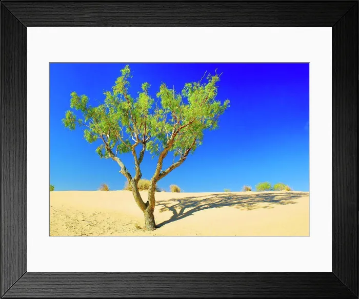 Framed Print : Coolibah (Eucalyptus coolabah) Framed Print : Coolibah (Eucalyptus coolabah)