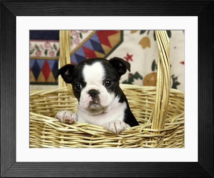 Framed Print : Boston Terrier puppy in a wicker basket Framed Print : Boston Terrier puppy in a wicker basket