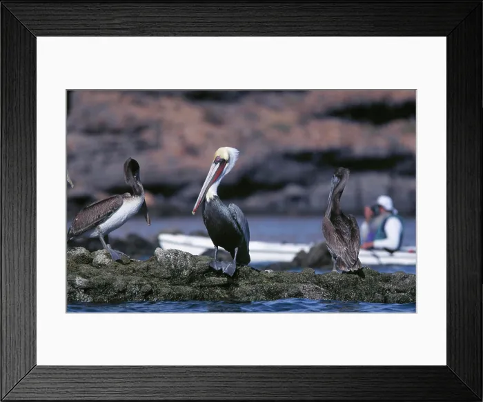 Framed Print : Mexico, Baja, Sea of Cortez, Espiritu Santo. Brown Pelican and kayaker. (MR) Framed Print : Mexico, Baja, Sea of Cortez, Espiritu Santo. Brown Pelican and kayaker. (MR)