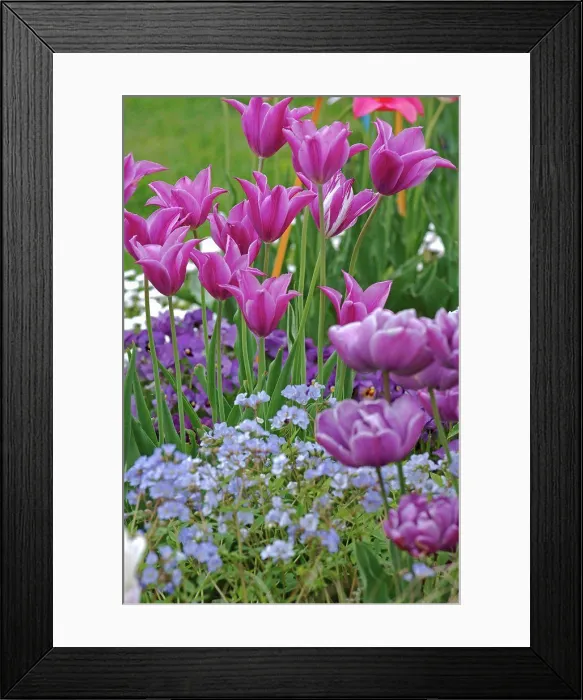 Framed Print : PurpleTulipe Lilac flower and white flower of Stock Framed Print : PurpleTulipe Lilac flower and white flower of Stock