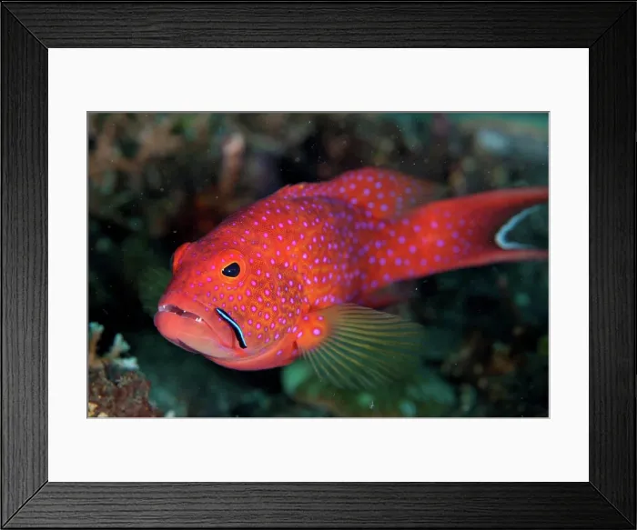 Framed Print : Lyre-tail grouper (Variola albimarginata) cleaned by the immature bluestreak cleaner wrasse (Labroides dimidiatus) Framed Print : Lyre-tail grouper (Variola albimarginata) cleaned by the immature bluestreak cleaner wrasse (Labroides dimidiatus)