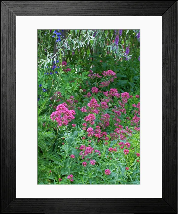 Framed Print : Red valerian (Centranthus ruber) in bloom in a garden Framed Print : Red valerian (Centranthus ruber) in bloom in a garden