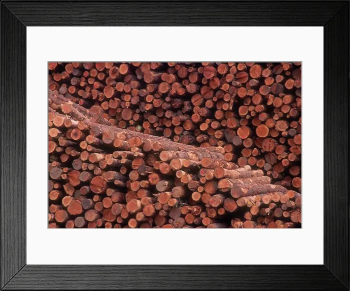 Framed Print : Pile of logs Framed Print : Pile of logs