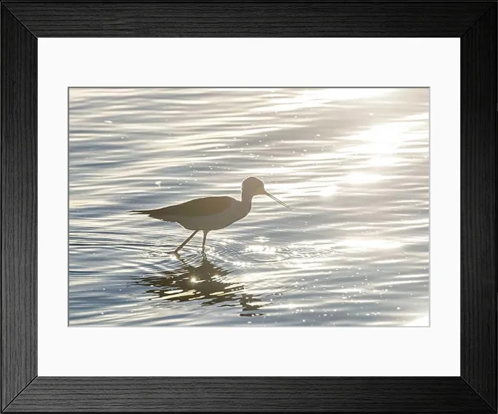 Framed Print : Black Winged Stilt in Water (Himantopus himantopus) Wader Bird Stilt Framed Print : Black Winged Stilt in Water (Himantopus himantopus) Wader Bird Stilt