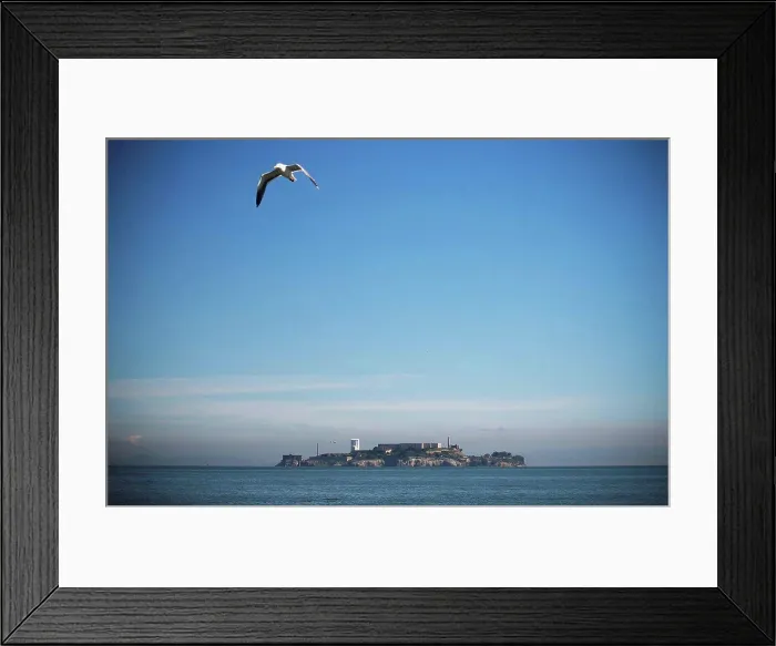 Framed Print : A seagull takes flight over San Francisco bay with Alcatraz Island in the background; San Francisco Framed Print : A seagull takes flight over San Francisco bay with Alcatraz Island in the background; San Francisco