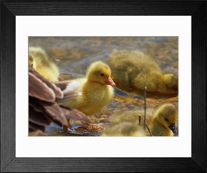 Framed Print : Spring in Crete, close-up, ducklings (anatis), lake of Agia, western Crete, island of Crete, Greece, Europe Framed Print : Spring in Crete, close-up, ducklings (anatis), lake of Agia, western Crete, island of Crete, Greece, Europe