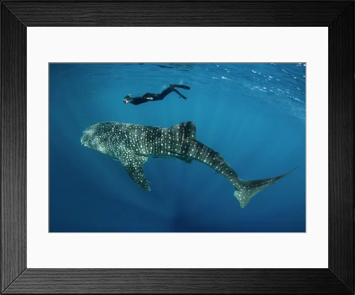 Framed Print : Whale Shark and tourist. Cenderawasih Bay, West Papua, Indonesia