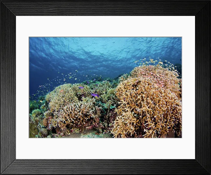 Framed Print : Philippines, A reef scene with hard coral and schooling Anthias Basslet fish Pseudanthias squamipinnis