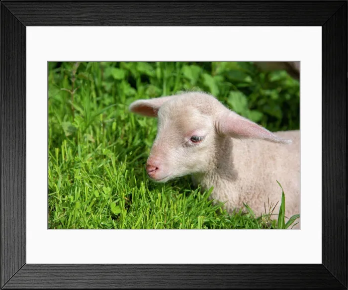 Framed Print : Portrait of lamb in a meadow, Spring, Moselle, France