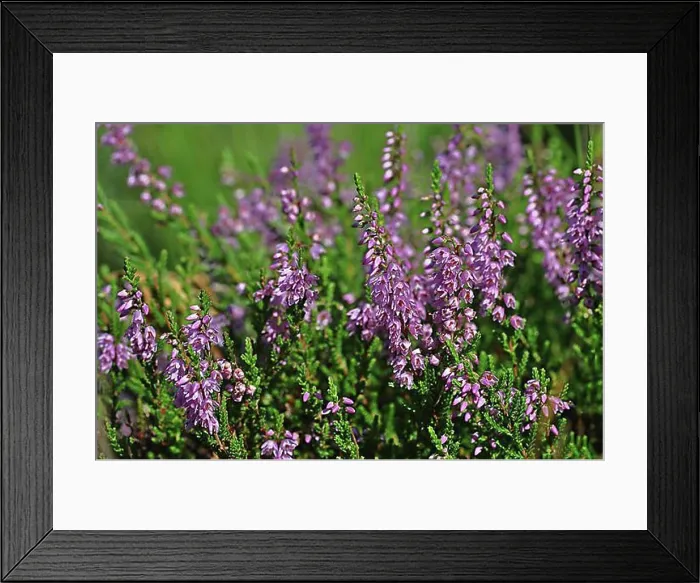 Framed Print : Heather (Erica)